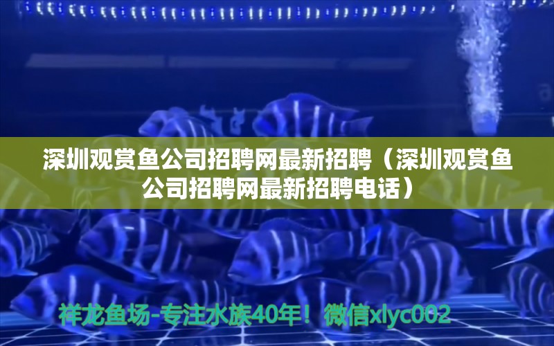 深圳觀賞魚公司招聘網(wǎng)最新招聘（深圳觀賞魚公司招聘網(wǎng)最新招聘電話） 觀賞魚市場(chǎng)（混養(yǎng)魚）