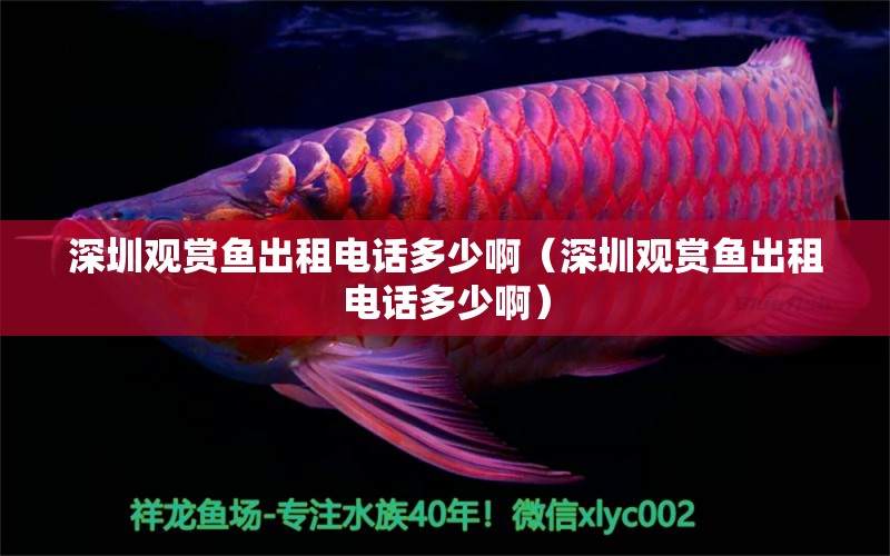 深圳觀賞魚(yú)出租電話(huà)多少?。ㄉ钲谟^賞魚(yú)出租電話(huà)多少啊）