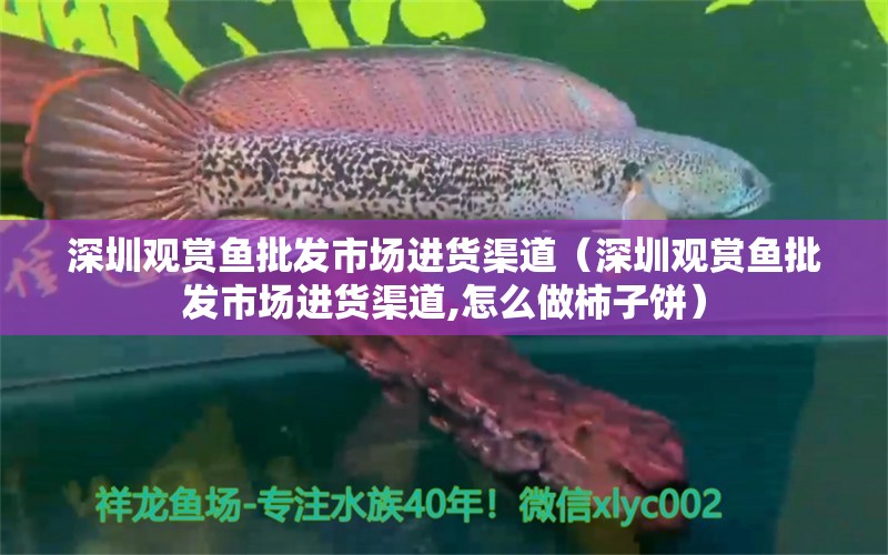 深圳觀賞魚批發(fā)市場進貨渠道（深圳觀賞魚批發(fā)市場進貨渠道,怎么做柿子餅）