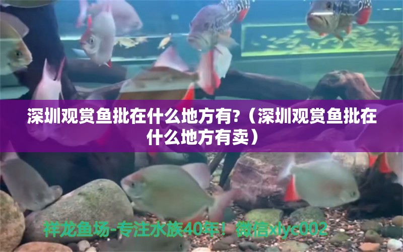 深圳觀賞魚批在什么地方有?（深圳觀賞魚批在什么地方有賣）