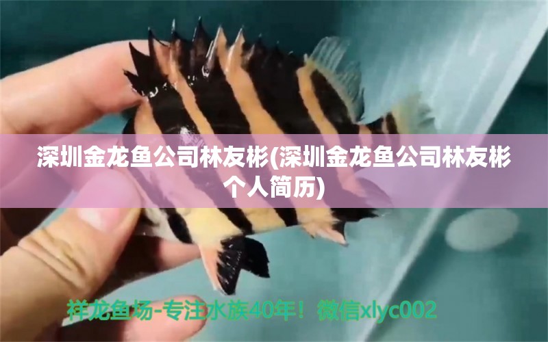 深圳金龍魚公司林友彬(深圳金龍魚公司林友彬個(gè)人簡(jiǎn)歷) 泰國(guó)雪鯽魚