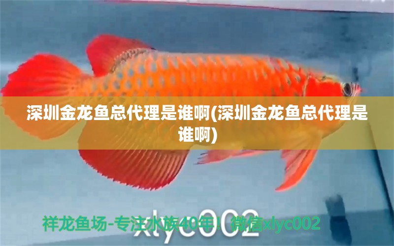 深圳金龍魚(yú)總代理是誰(shuí)啊(深圳金龍魚(yú)總代理是誰(shuí)啊)