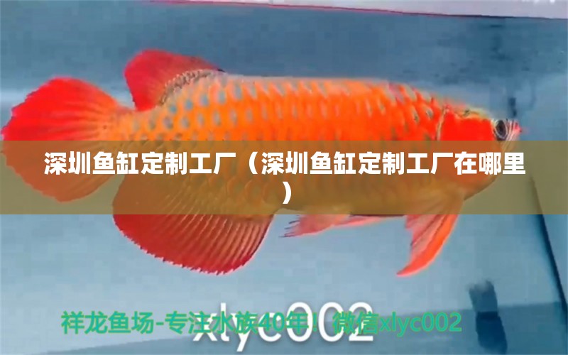 深圳魚缸定制工廠（深圳魚缸定制工廠在哪里）