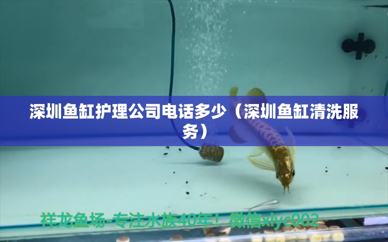 深圳魚缸護(hù)理公司電話多少（深圳魚缸清洗服務(wù)） 胭脂孔雀龍魚