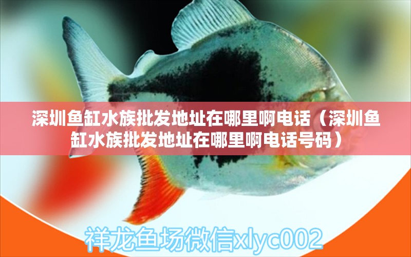 深圳魚缸水族批發(fā)地址在哪里啊電話（深圳魚缸水族批發(fā)地址在哪里啊電話號碼）