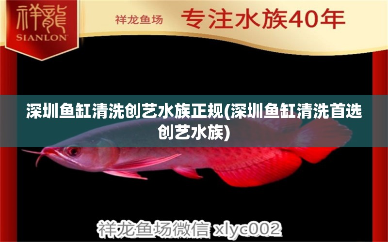 深圳魚缸清洗創(chuàng)藝水族正規(guī)(深圳魚缸清洗首選創(chuàng)藝水族) 國產(chǎn)元寶鳳凰魚