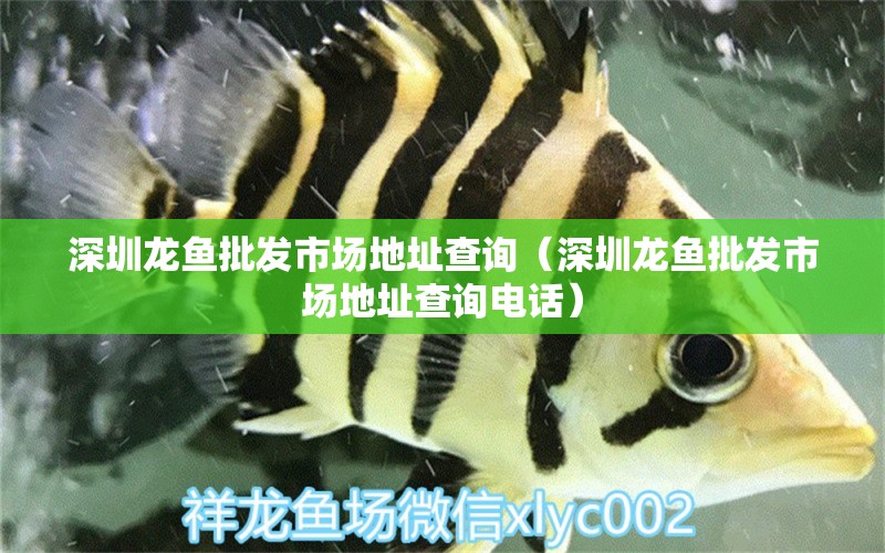 深圳龍魚批發(fā)市場地址查詢（深圳龍魚批發(fā)市場地址查詢電話） 龍魚批發(fā)