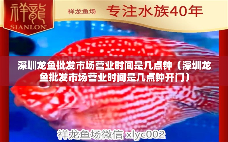 深圳龍魚批發(fā)市場營業(yè)時間是幾點鐘（深圳龍魚批發(fā)市場營業(yè)時間是幾點鐘開門） 龍魚批發(fā)