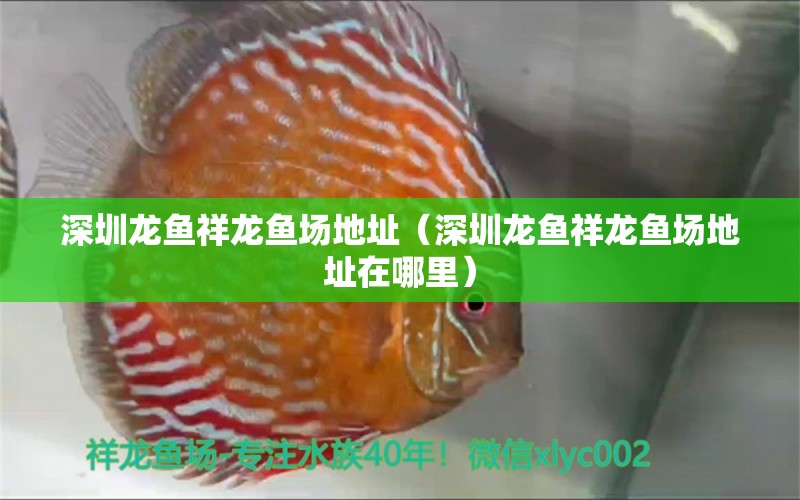 深圳龍魚祥龍魚場地址（深圳龍魚祥龍魚場地址在哪里）