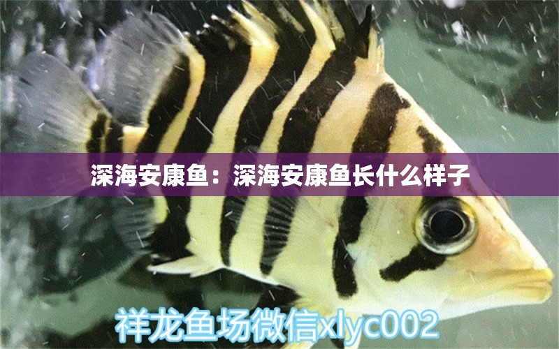 深海安康魚：深海安康魚長什么樣子 稀有紅龍品種