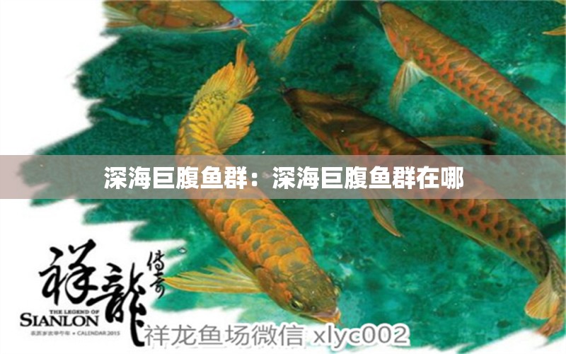 深海巨腹魚群：深海巨腹魚群在哪