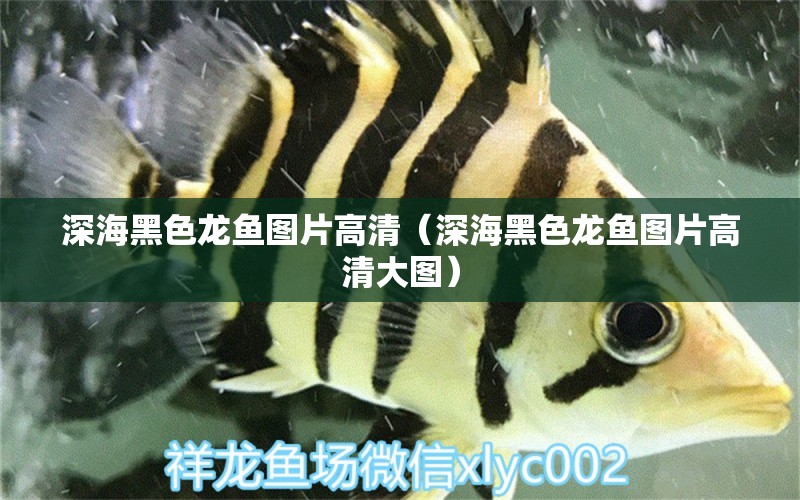 深海黑色龍魚圖片高清（深海黑色龍魚圖片高清大圖） 祥龍水族醫(yī)院