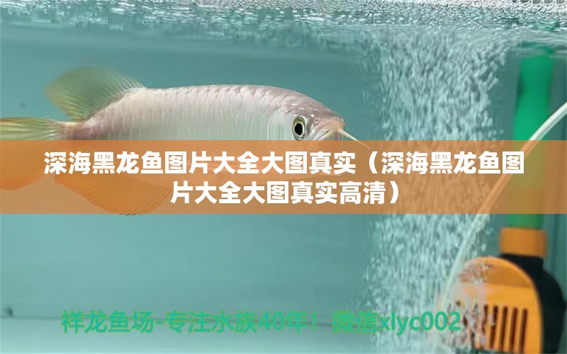 深海黑龍魚(yú)圖片大全大圖真實(shí)（深海黑龍魚(yú)圖片大全大圖真實(shí)高清）