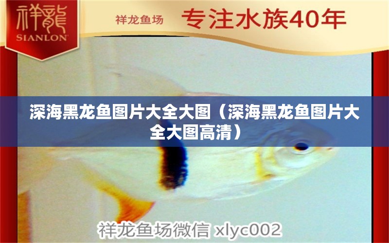 深海黑龍魚圖片大全大圖（深海黑龍魚圖片大全大圖高清） 廣州龍魚批發(fā)市場