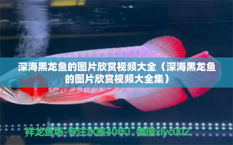 深海黑龍魚(yú)的圖片欣賞視頻大全（深海黑龍魚(yú)的圖片欣賞視頻大全集） 廣州龍魚(yú)批發(fā)市場(chǎng)