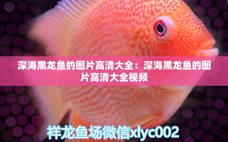 深海黑龍魚的圖片高清大全：深海黑龍魚的圖片高清大全視頻