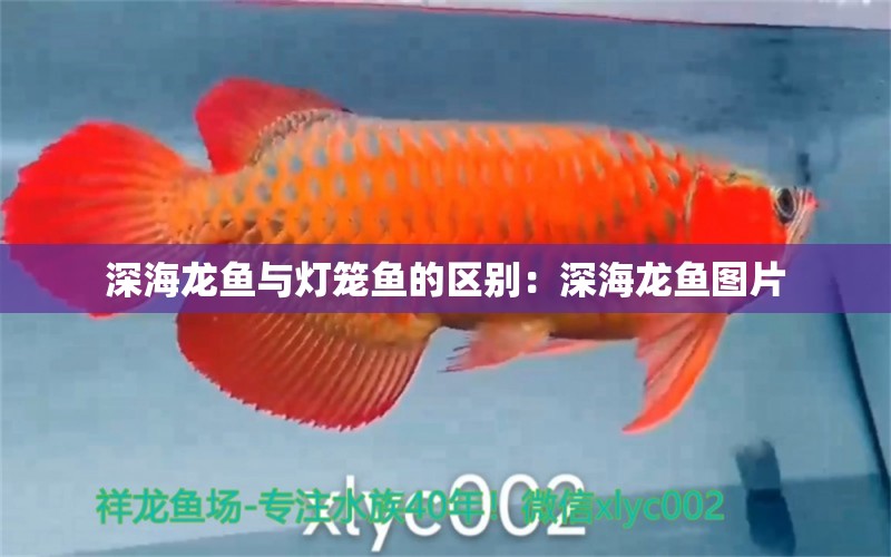 深海龍魚與燈籠魚的區(qū)別：深海龍魚圖片 觀賞魚