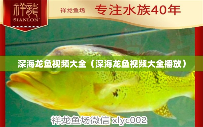 深海龍魚視頻大全（深海龍魚視頻大全播放） 廣州龍魚批發(fā)市場