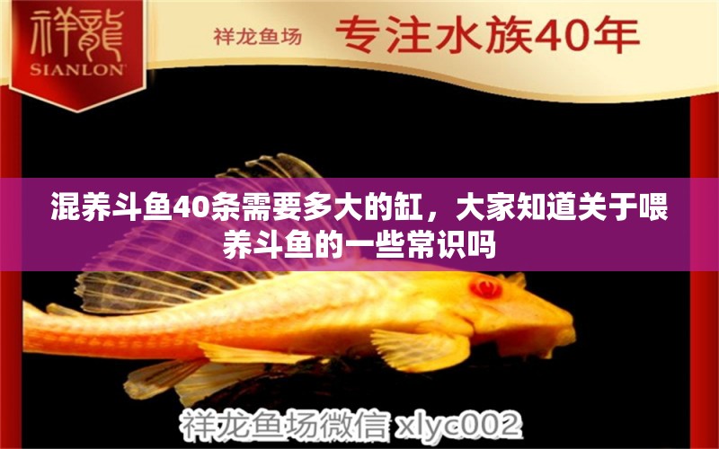 混養(yǎng)斗魚40條需要多大的缸，大家知道關(guān)于喂養(yǎng)斗魚的一些常識(shí)嗎 觀賞魚 第2張