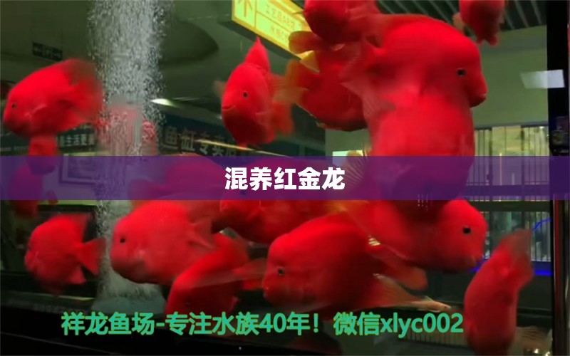 混養(yǎng)紅金龍 狗頭魚