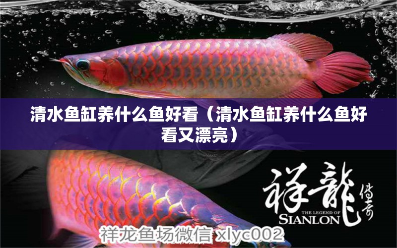 清水魚缸養(yǎng)什么魚好看（清水魚缸養(yǎng)什么魚好看又漂亮）