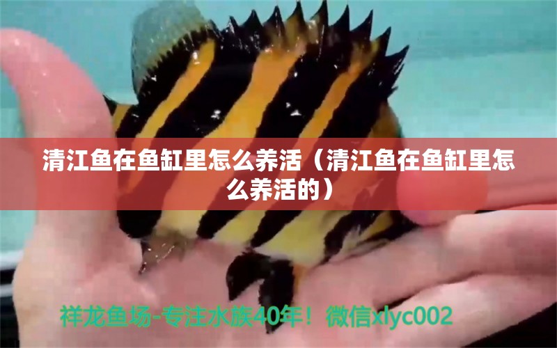 清江魚(yú)在魚(yú)缸里怎么養(yǎng)活（清江魚(yú)在魚(yú)缸里怎么養(yǎng)活的）