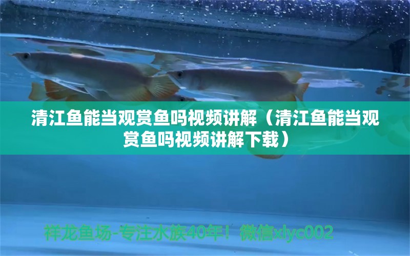 清江魚能當(dāng)觀賞魚嗎視頻講解（清江魚能當(dāng)觀賞魚嗎視頻講解下載）