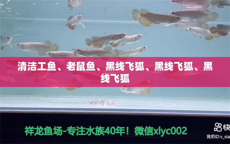 清潔工魚、老鼠魚、黑線飛狐、黑線飛狐、黑線飛狐 紅魔王銀版魚