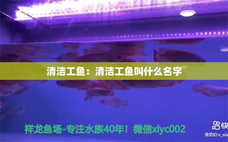 清潔工魚：清潔工魚叫什么名字 二氧化碳設(shè)備