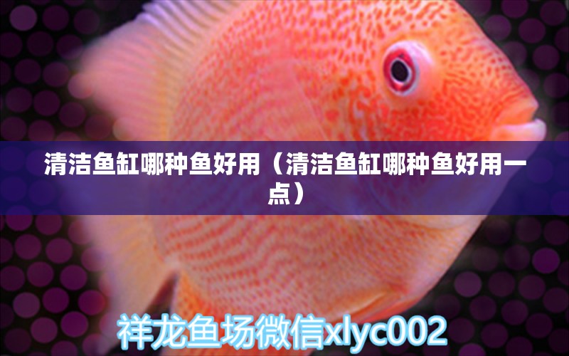 清潔魚缸哪種魚好用（清潔魚缸哪種魚好用一點）