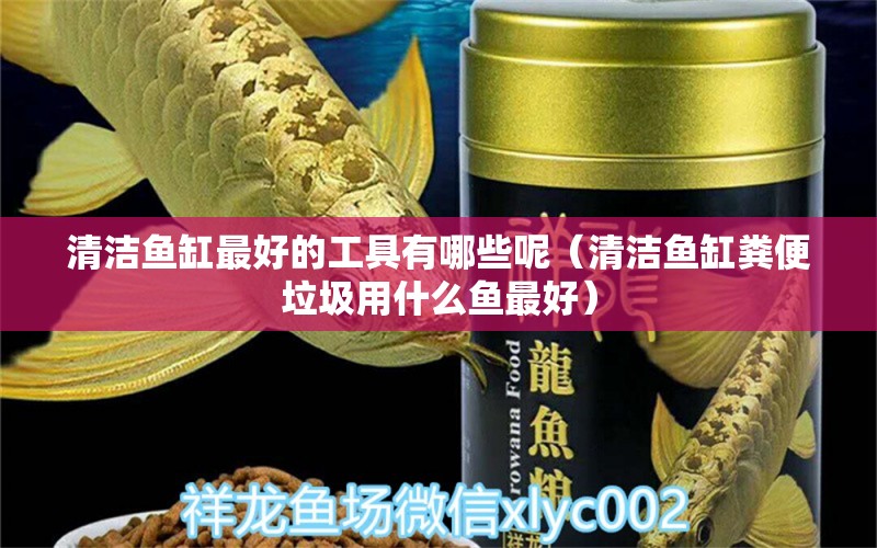 清潔魚缸最好的工具有哪些呢（清潔魚缸糞便垃圾用什么魚最好） 飛鳳魚