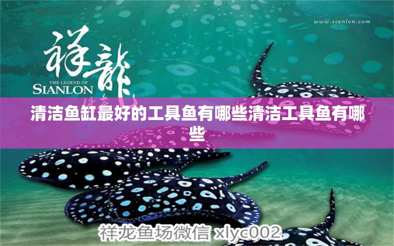 清潔魚缸最好的工具魚有哪些清潔工具魚有哪些