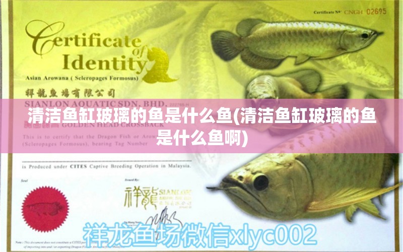 清潔魚缸玻璃的魚是什么魚(清潔魚缸玻璃的魚是什么魚啊) 皇冠黑白魟魚