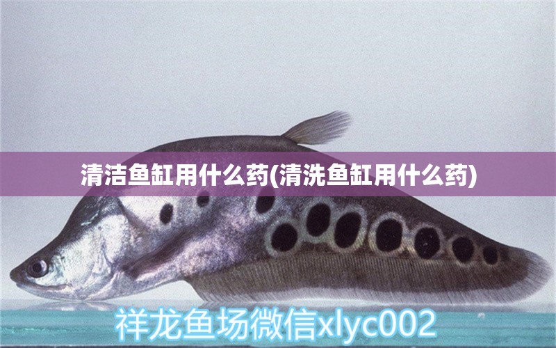 清潔魚缸用什么藥(清洗魚缸用什么藥) 大白鯊魚