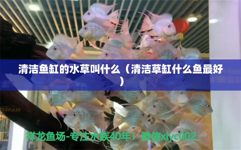 清潔魚缸的水草叫什么（清潔草缸什么魚最好） 魚缸凈水劑