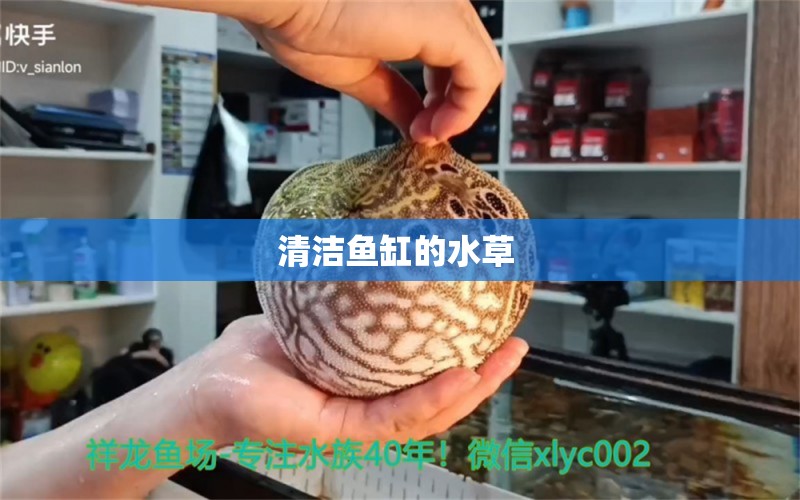 清潔魚缸的水草  水草