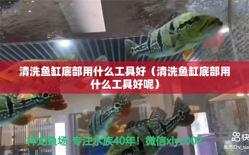 清洗魚缸底部用什么工具好（清洗魚缸底部用什么工具好呢） 野生埃及神仙魚