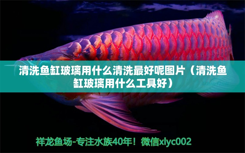 清洗魚缸玻璃用什么清洗最好呢圖片（清洗魚缸玻璃用什么工具好）