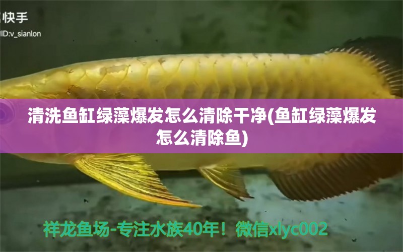 清洗魚(yú)缸綠藻爆發(fā)怎么清除干凈(魚(yú)缸綠藻爆發(fā)怎么清除魚(yú)) 稀有紅龍品種