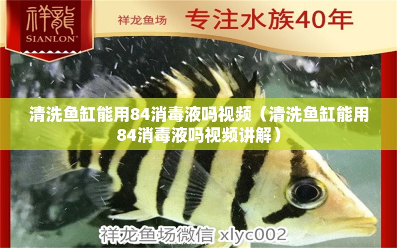 清洗魚缸能用84消毒液嗎視頻（清洗魚缸能用84消毒液嗎視頻講解） 黃金達(dá)摩魚