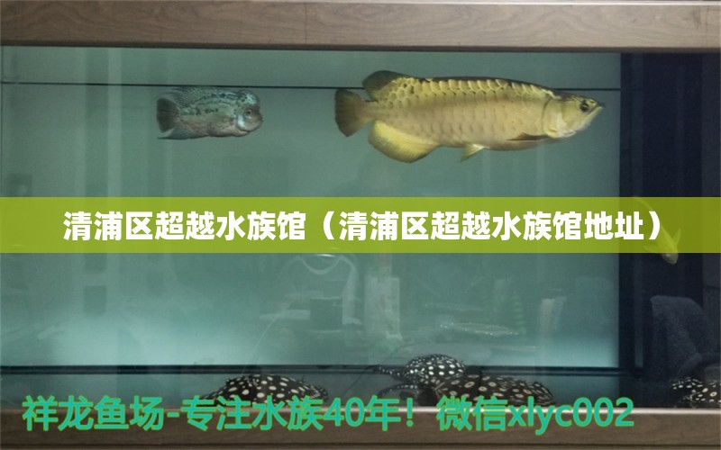 清浦區(qū)超越水族館（清浦區(qū)超越水族館地址） 全國水族館企業(yè)名錄