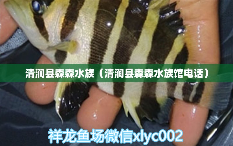 清澗縣森森水族（清澗縣森森水族館電話） 全國(guó)水族館企業(yè)名錄 第2張