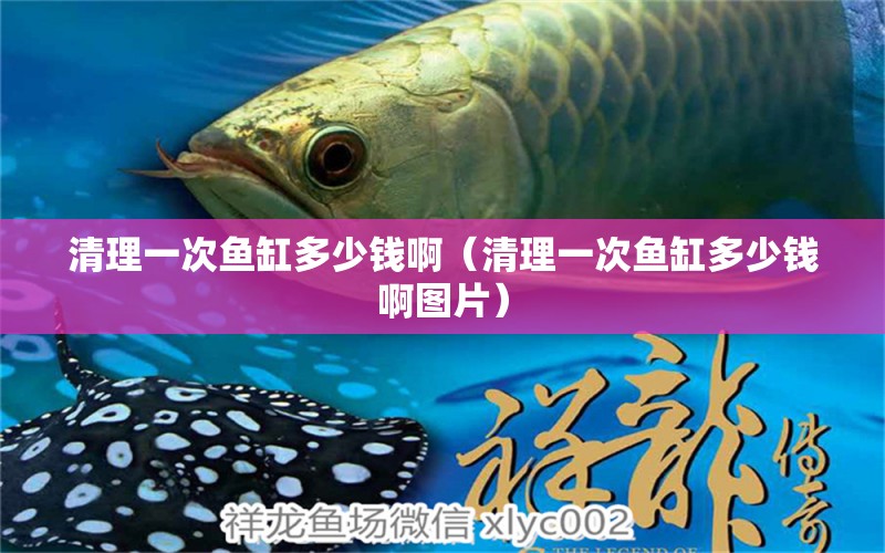 清理一次魚缸多少錢?。ㄇ謇硪淮昔~缸多少錢啊圖片）