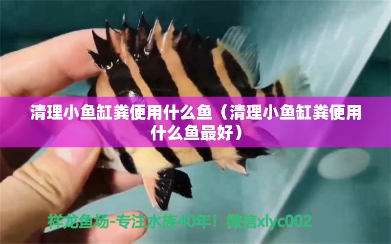 清理小魚缸糞便用什么魚（清理小魚缸糞便用什么魚最好）