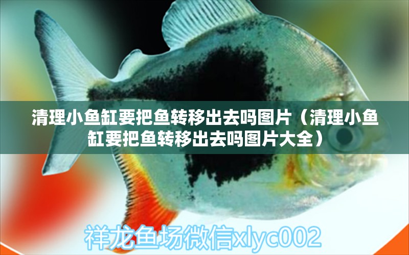 清理小魚缸要把魚轉(zhuǎn)移出去嗎圖片（清理小魚缸要把魚轉(zhuǎn)移出去嗎圖片大全）