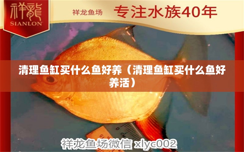 清理魚缸買什么魚好養(yǎng)（清理魚缸買什么魚好養(yǎng)活） 祥龍水族醫(yī)院