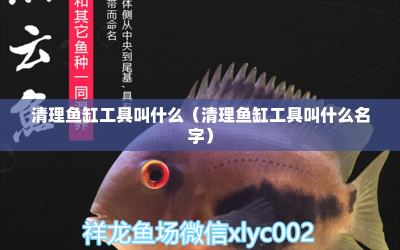 清理魚缸工具叫什么（清理魚缸工具叫什么名字）