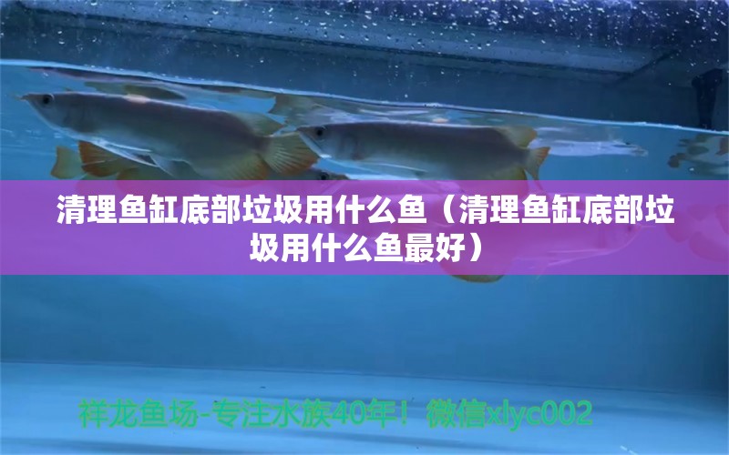 清理魚缸底部垃圾用什么魚（清理魚缸底部垃圾用什么魚最好）