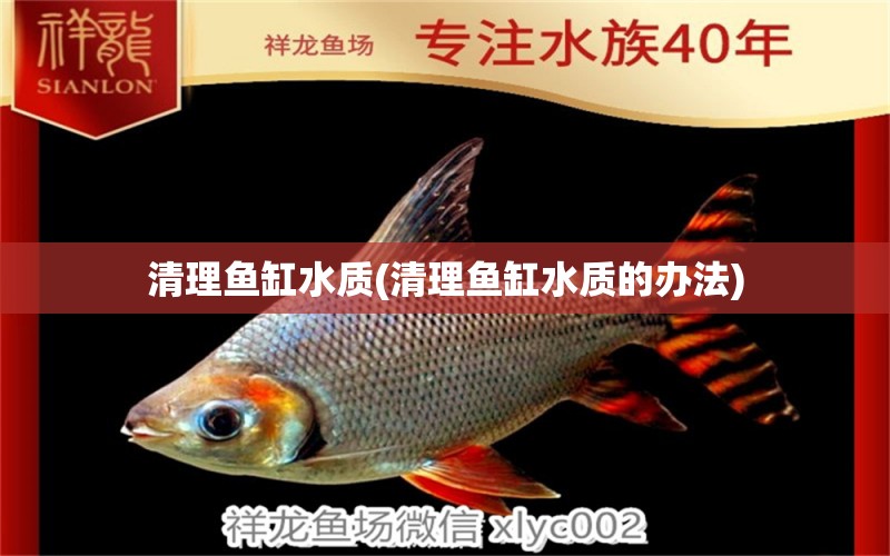 清理魚缸水質(zhì)(清理魚缸水質(zhì)的辦法) 杰西卡恐龍魚