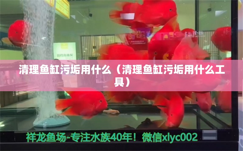 清理魚缸污垢用什么（清理魚缸污垢用什么工具）